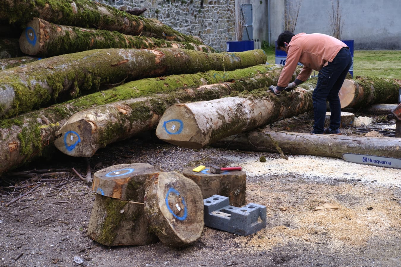 Inspections des grumes